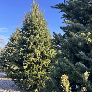 Christmas trees