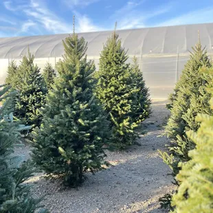 Christmas trees