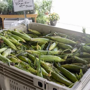 Corn