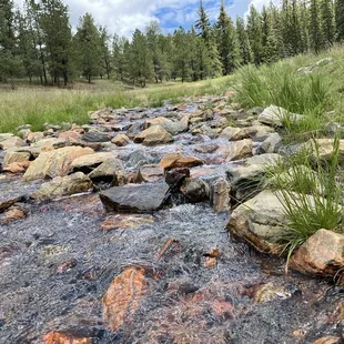 Davis Ponds Loop Trail