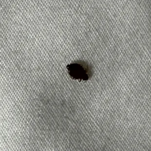 Bed bug on sheets