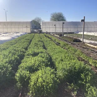 rows of plants in a greenhouse