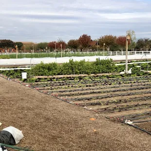 rows of vegetable plants