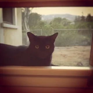 liz h.
