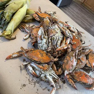 Delicious x large females