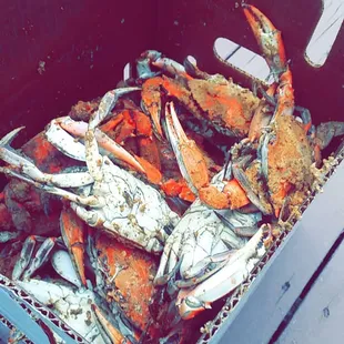 Medium steamed crabs