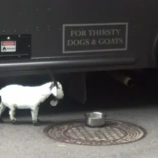 Goat vs Dog....for all the water. Lets get it on!