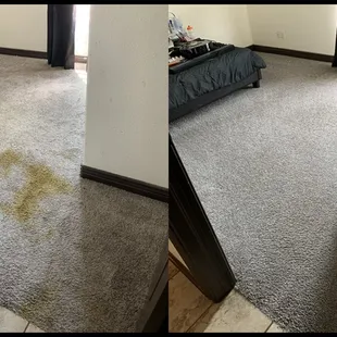 Pet Stain Removal