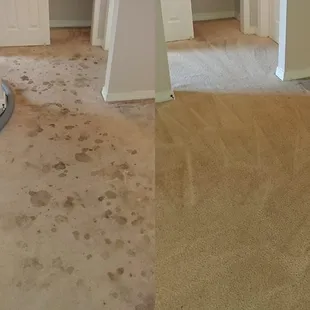 Pet stain removal