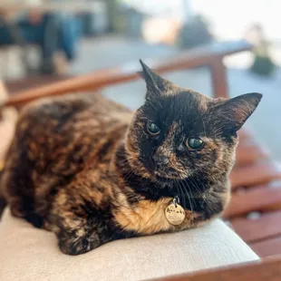 The coffee shop cat