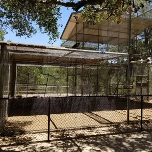 See if you can find the peahen who escaped