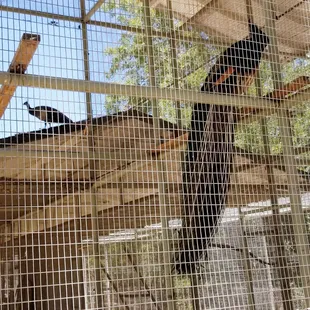 Peacocks looking longingly at each other