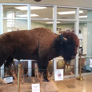 Nickel, the buffalo, grazes inside the SCHS.