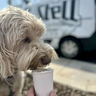 Boone chooses Stell&apos;s Pup Cups over anyone else&apos;s... Paws Down!!!