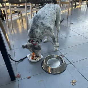 Highest quality food service.