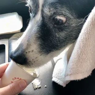 We love the pup cup.