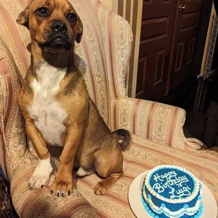 Cakes for dogs available too!  Made with only things your dog will love