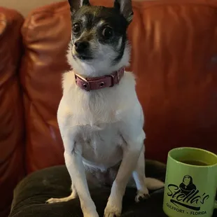 My dog Stella with her favorite souvenir.