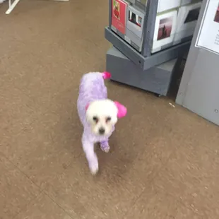 Sophie the shop dog!