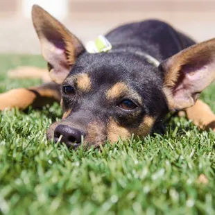 Sophia, saved by Watermelon Mountain Ranch