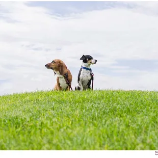 Hounds on the Horizon