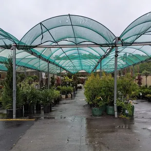 a walkway lined with plants
