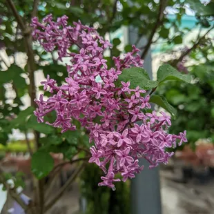 Lilacs