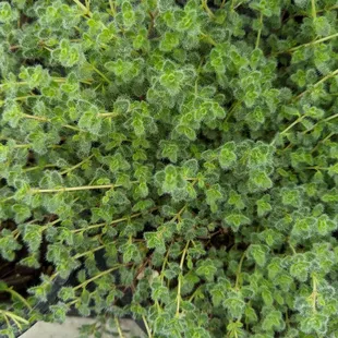 Fuzzy thyme!