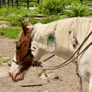Gorgeous horses!