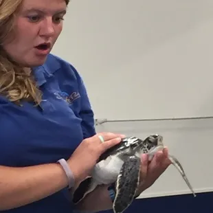 Supplemental guest speaker from Sea Life Park with baby Honu on ocean life lesson plan