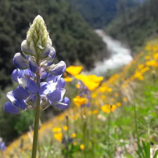Stevens Trail