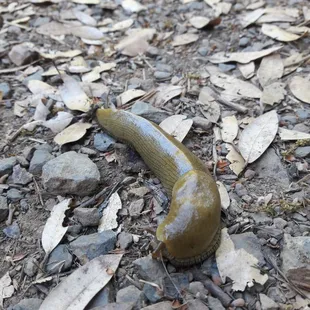 banana slug