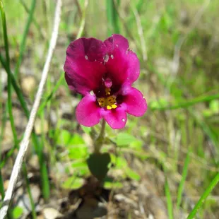 wildflowers
