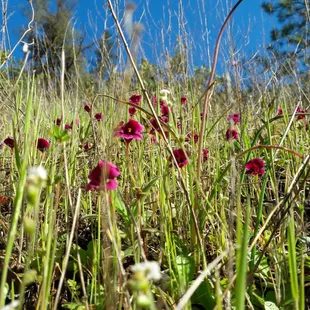 wildflowers