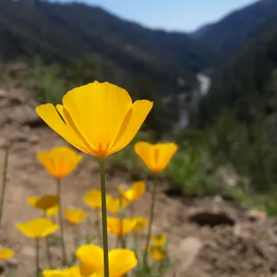 poppies and north fork american river