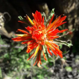 Indian paintbrush