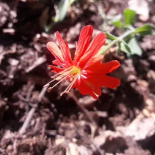 wildflower