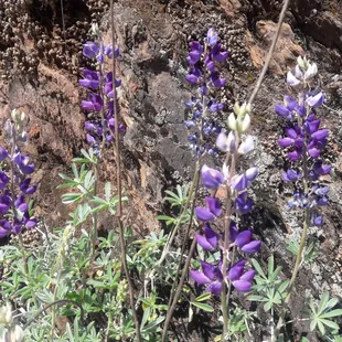 lupine