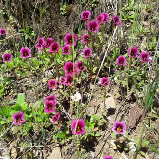 wildflowers