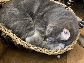 D' Agee & Co. Florist