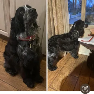 Groomed at Steve's pet shop. Best dog grooming we've ever had and best price. This is Ellie May our puppy.