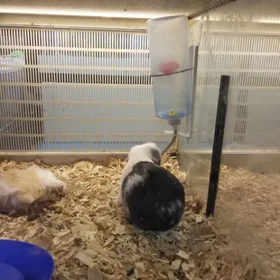 Guinea pig trying to get water from an empty water bottle at Steve's pet shop