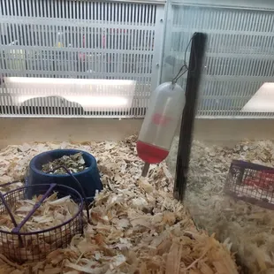 Went in this morning around 9:30am on 5/20/19. Three cages water empty.