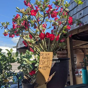 a potted plant with red flowers