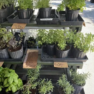 Herbs!