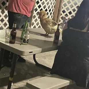 Great bar overall they are pet friendly and have great service