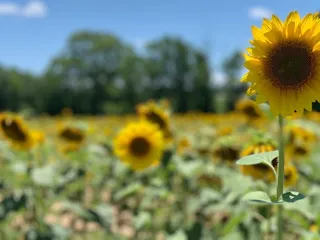 Sol Flowers of Anderson