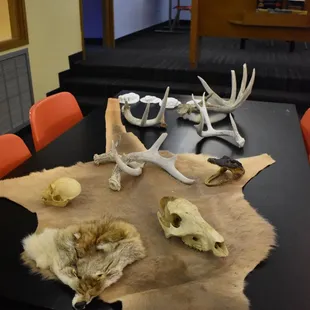 Sensory/Exploration Table