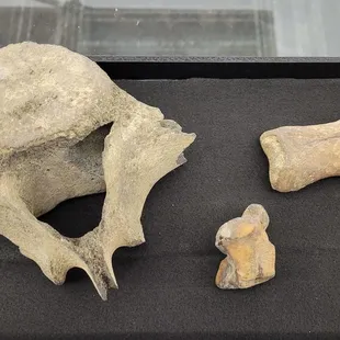 a display of bones and bones