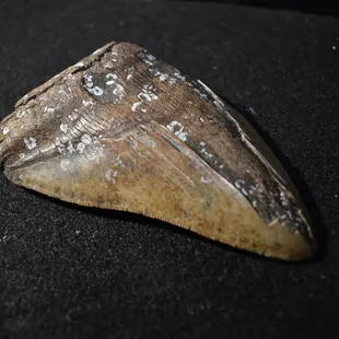 Shark Tooth